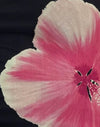 Acuarela Floral Negra y Rosa