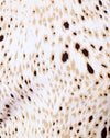 Leopardo de arena