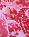Orquídea rosa