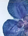 Marfil con Orquídea Azul