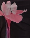 Colocación de flores rosas