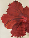 Suero de mantequilla de hibisco