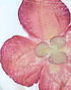 Marfil con Orquídea Rosa