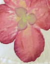 Marfil con Orquídea Rosa