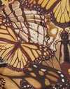  Mariposa de oro
