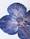 Marfil con Orquídea Azul