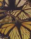  Mariposa de oro