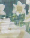 Flor Digi