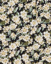  Aster Negro